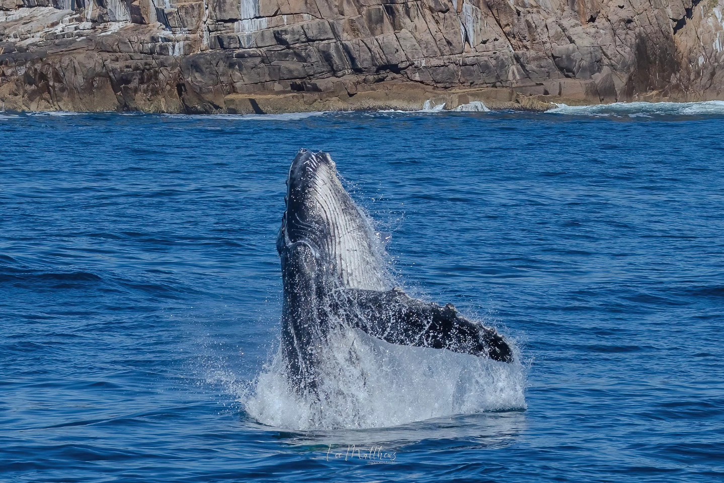 Whale breaching water in front of rocky coastline