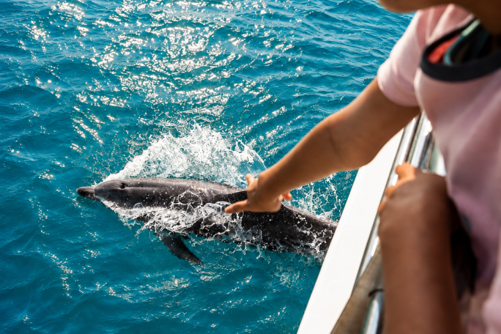 Person leaning over boat railing, pointing at dolphins swimming in clear blue water.