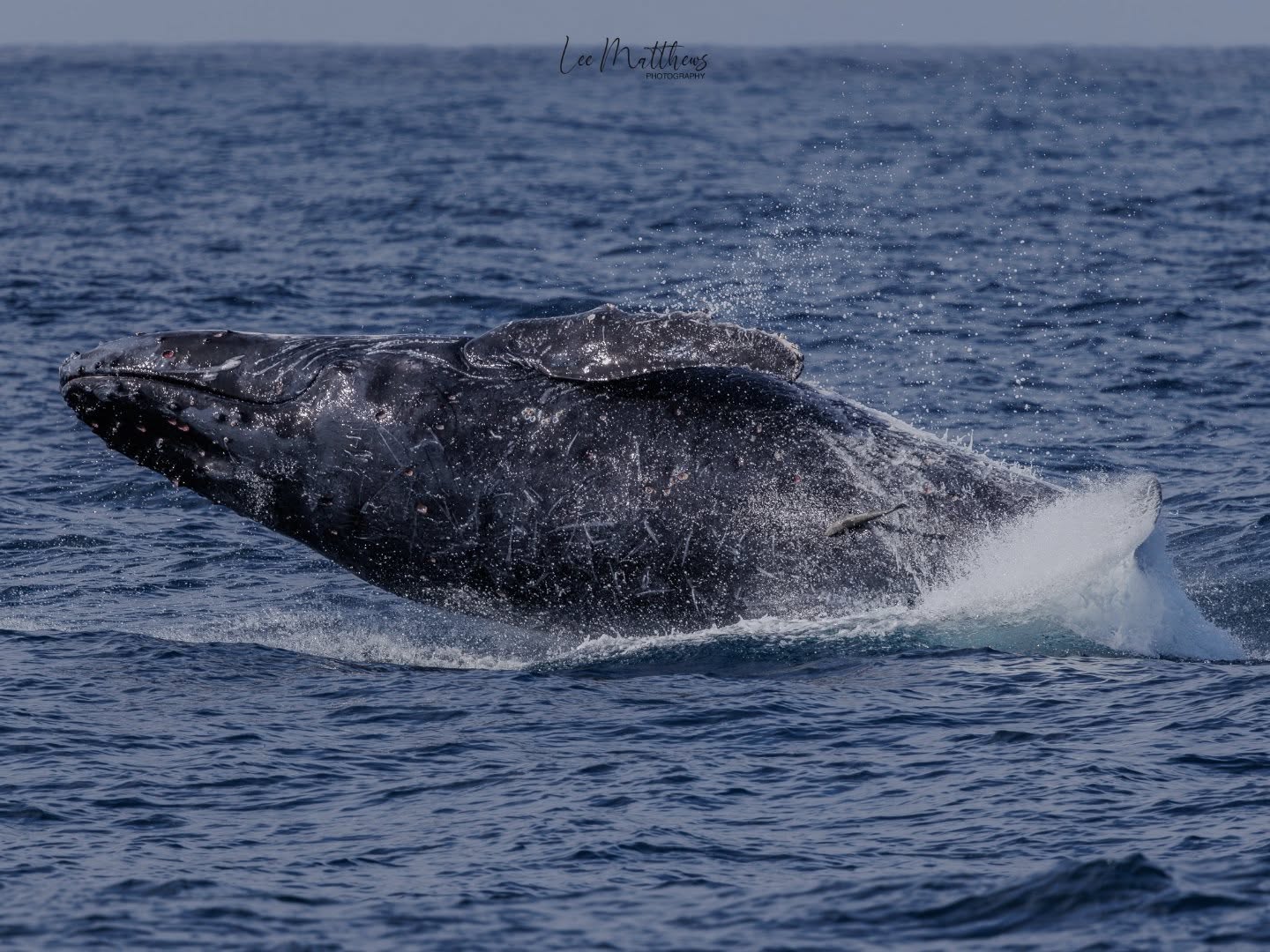 Whale Watching Moonshadow TQC Cruises Port Stephens Lee Matthews