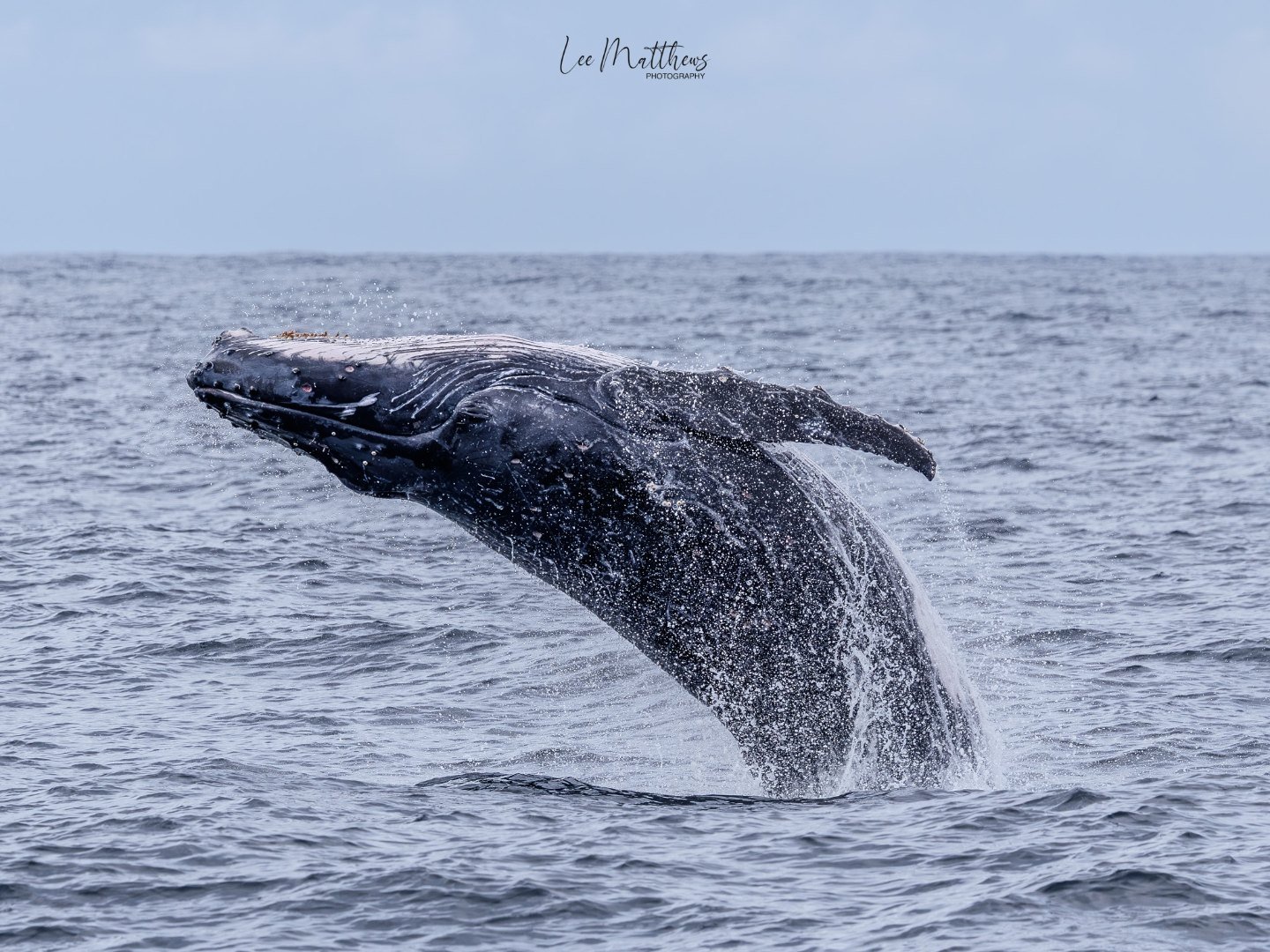 Whale breaching the water with ocean in the background.