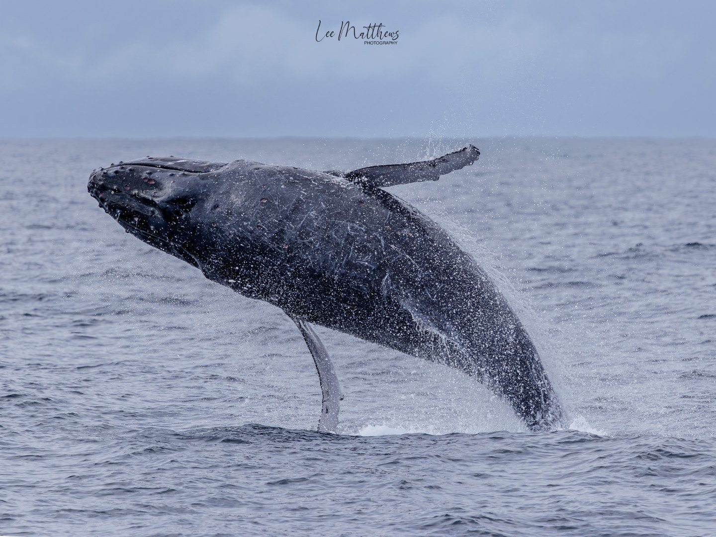 Humpback whale breaching above ocean surface.
