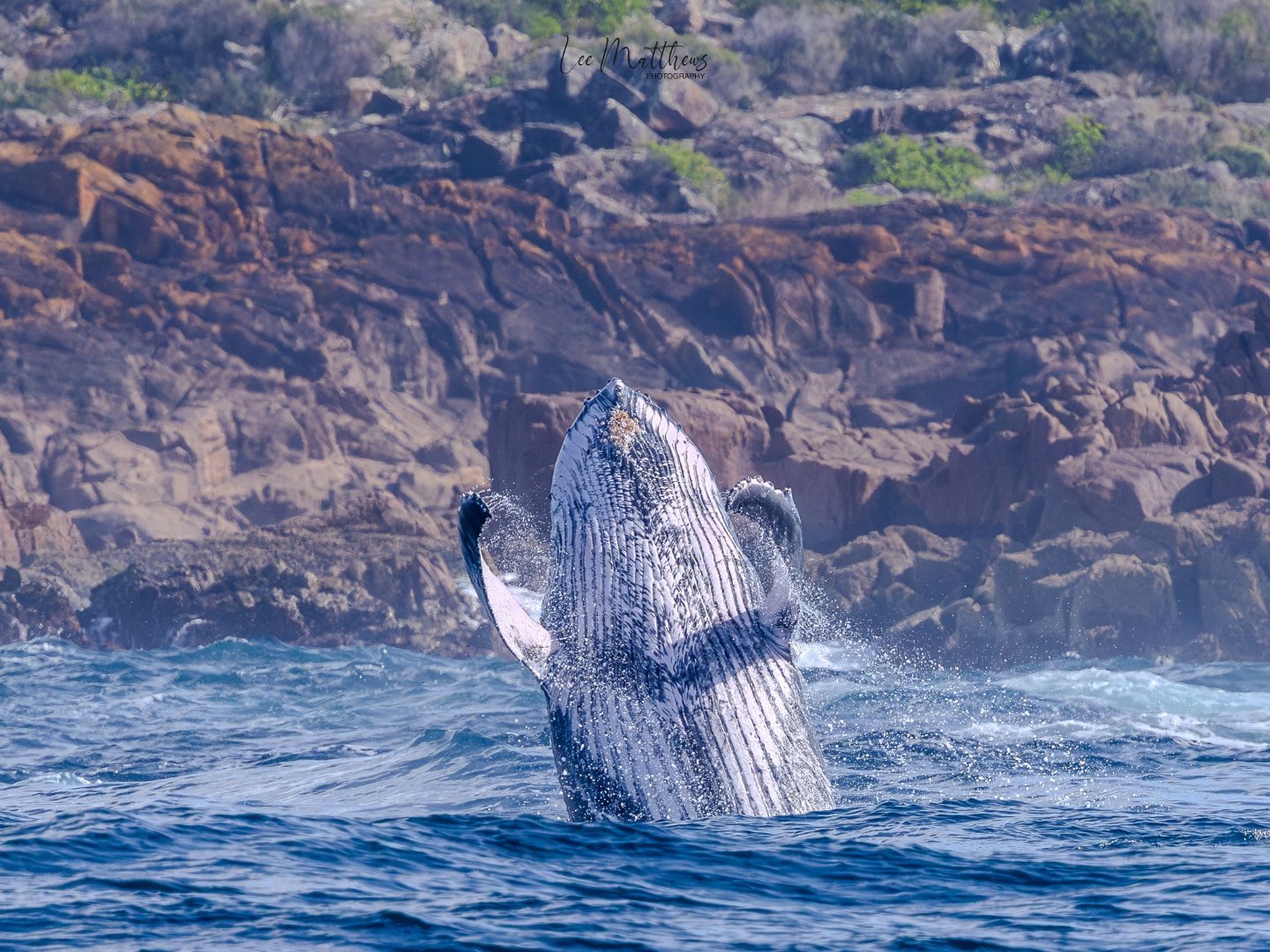 Whale breaching water near rocky coastline.