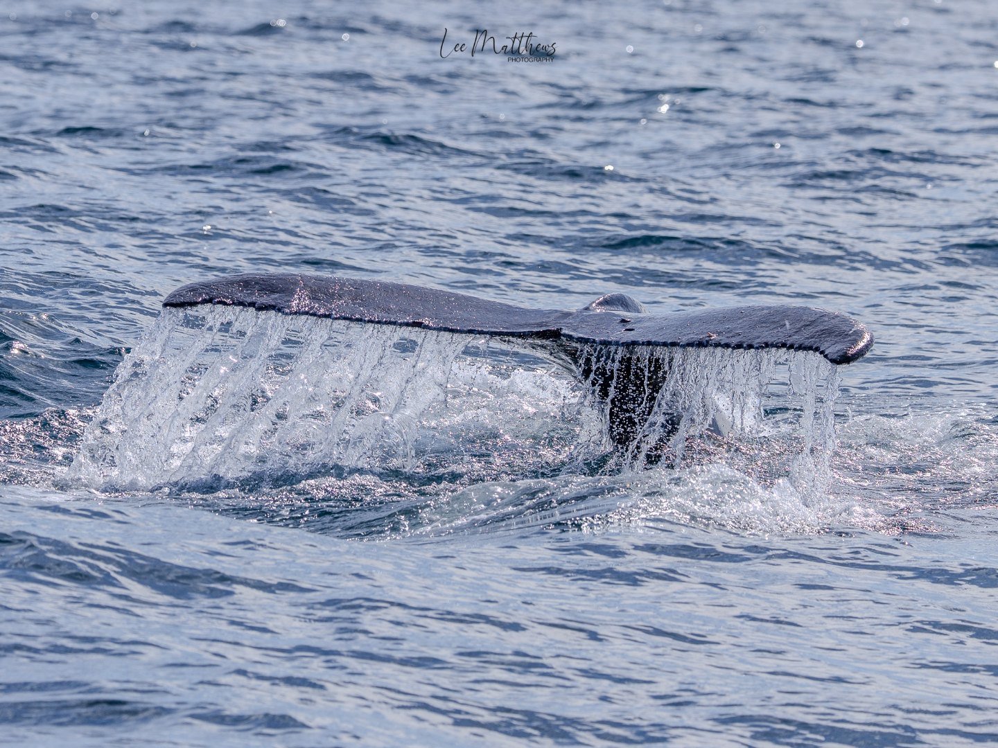 A whale tail emerges from ocean water with droplets cascading off.