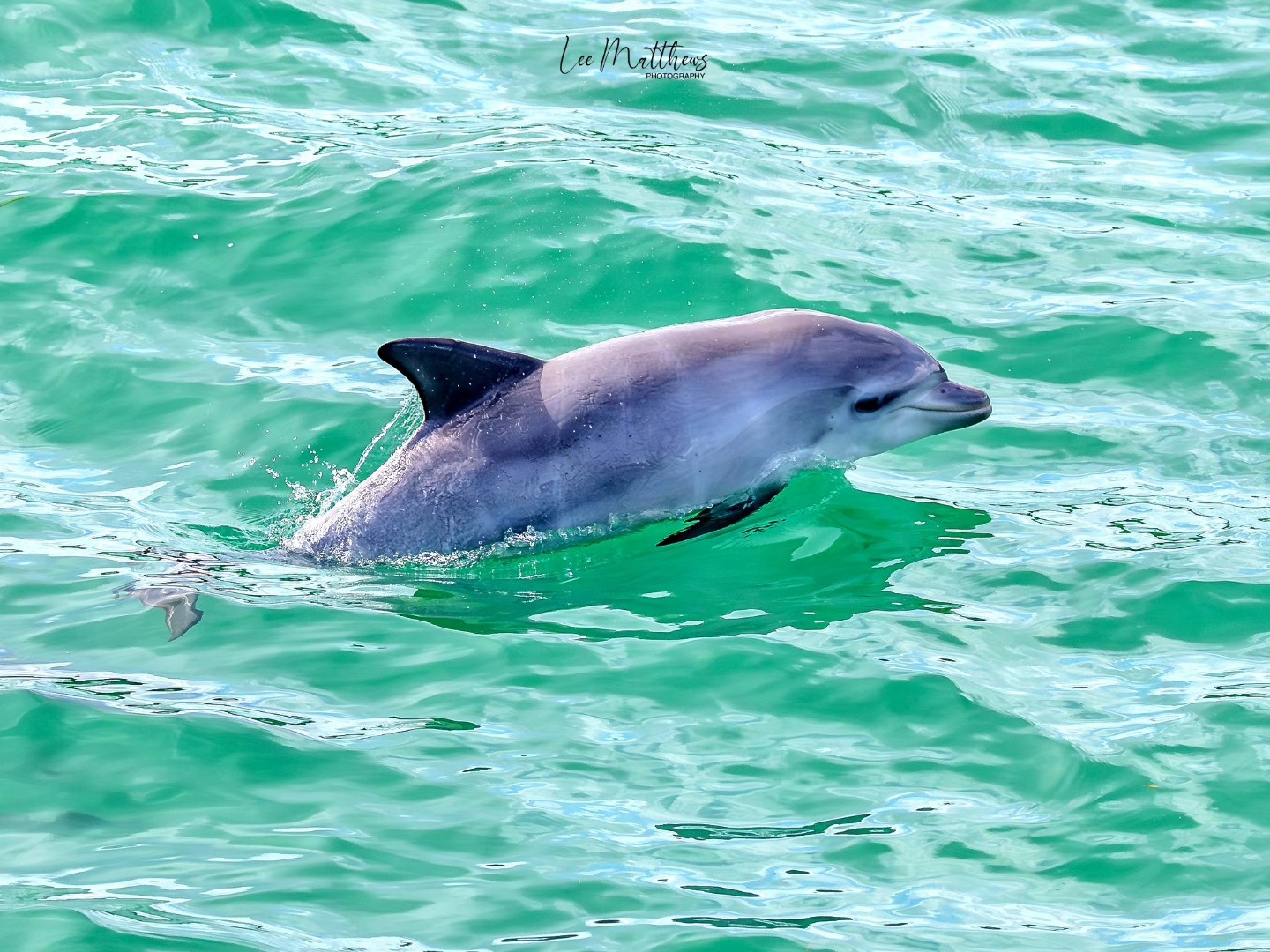 Dolphin swimming in clear turquoise water