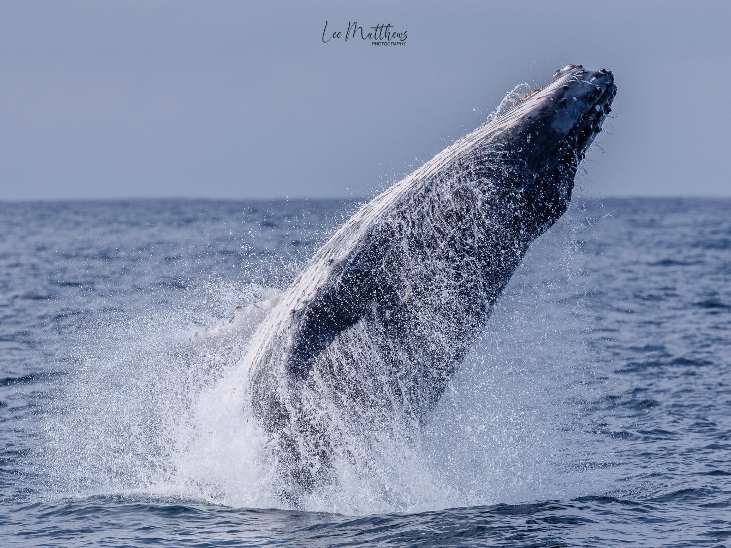 Whale breaching water with splash in ocean under blue sky.