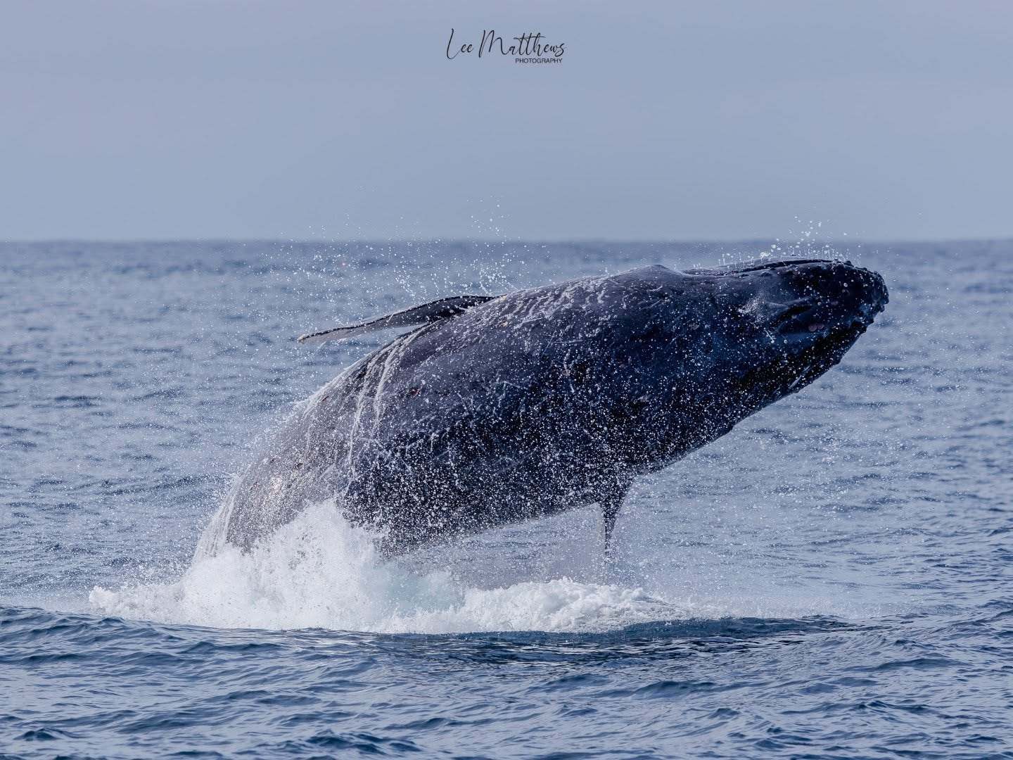Whale Watching Moonshadow TQC Cruises Port Stephens Lee Matthews