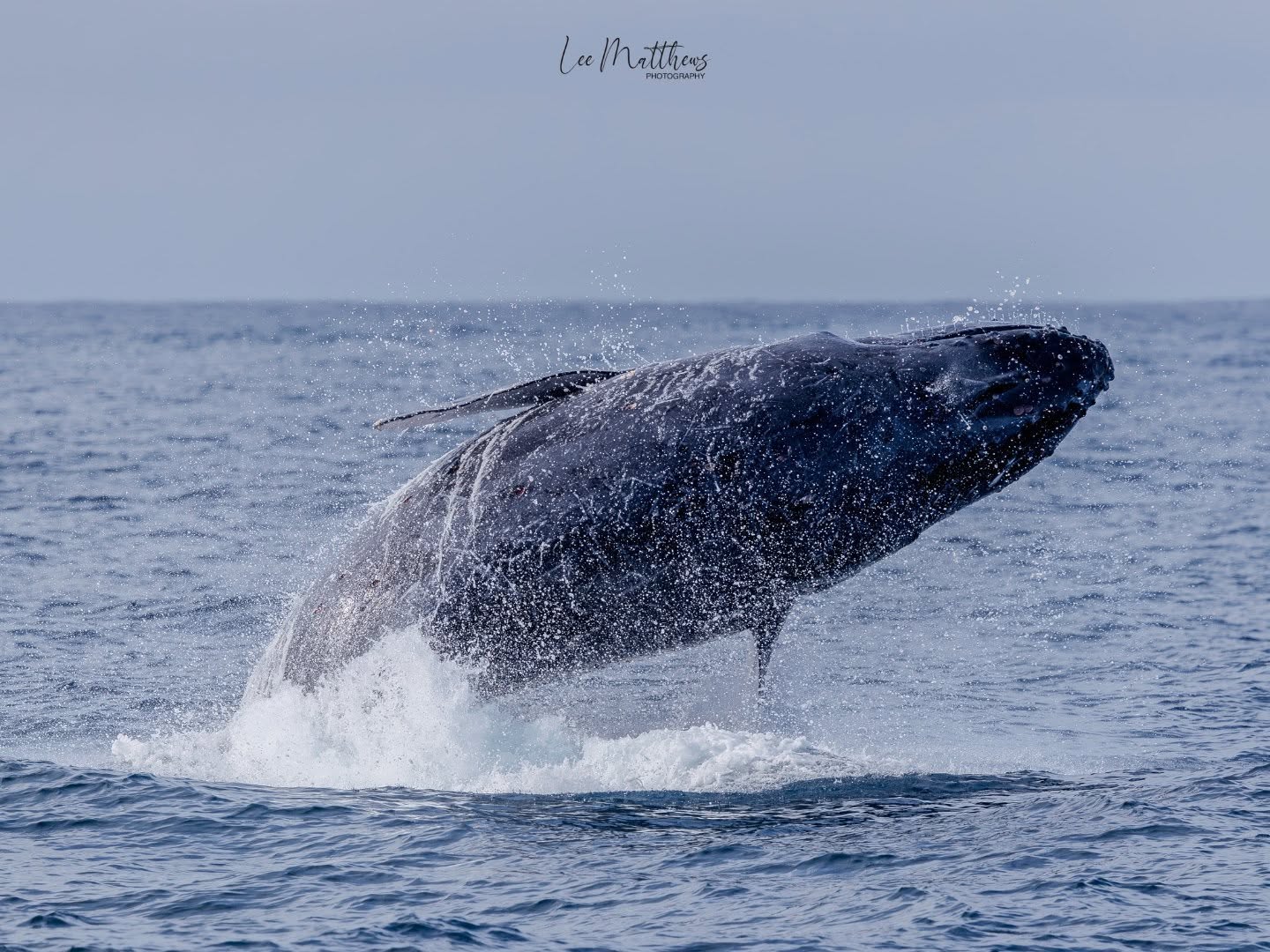 A whale breaching the ocean surface, creating splashes.