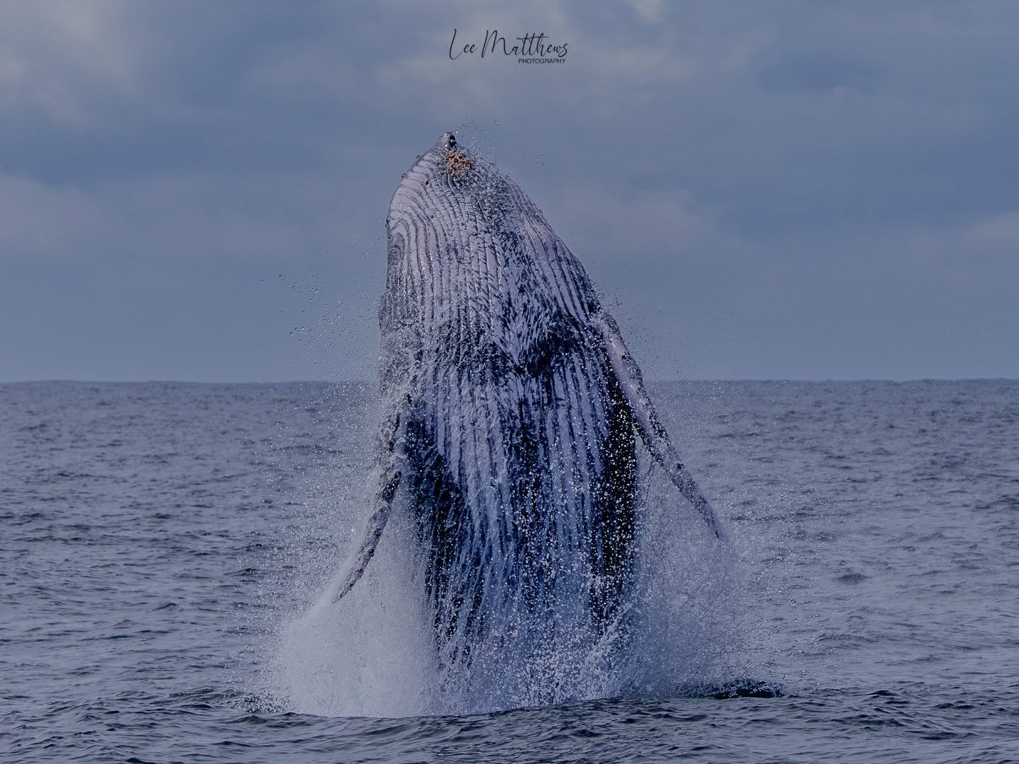 A humpback whale breaching out of the ocean against a cloudy sky.