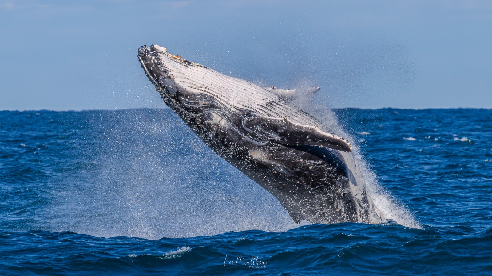 Whale Watching Moonshadow TQC Cruises Port Stephens Lee Matthews