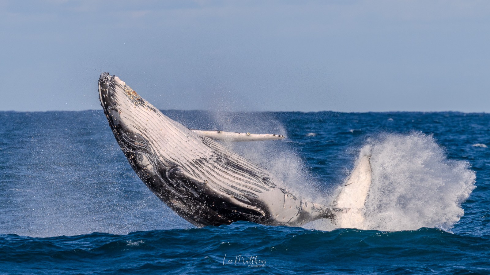 Humpback whale breaching in the ocean with water splashing.