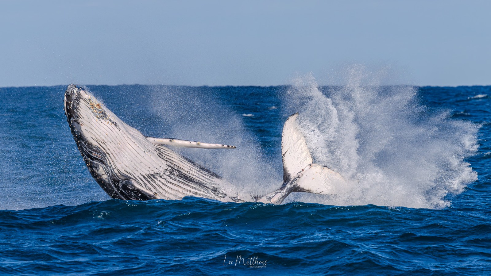 Humpback whale breaching ocean surface, splashing water.