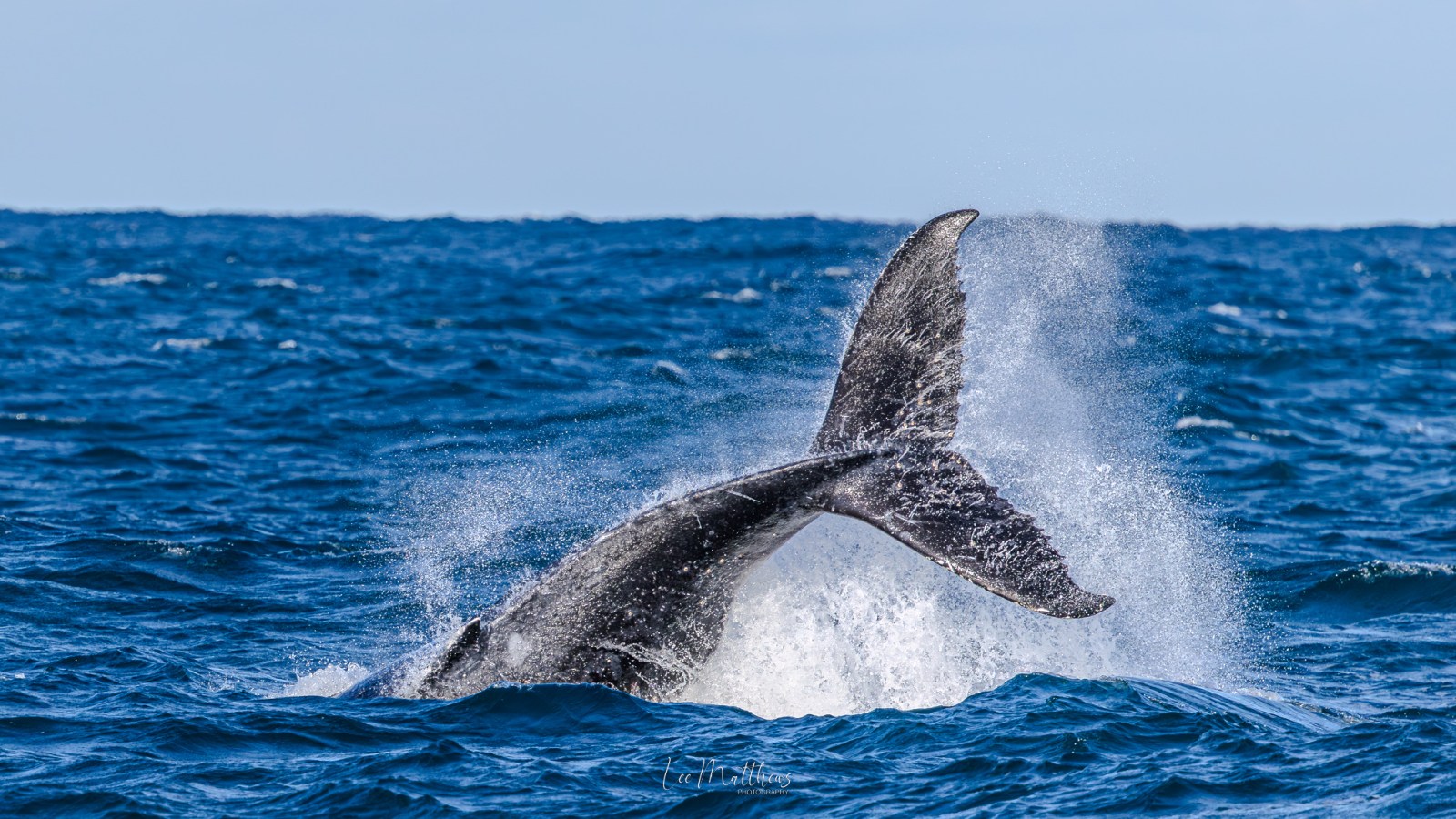 Whale tail splashing in the ocean water under a clear sky.