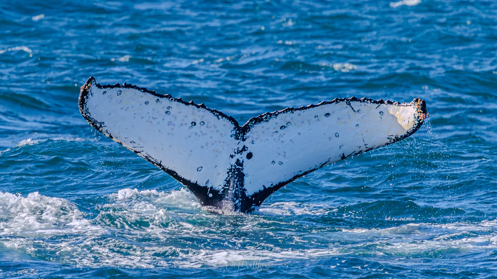 Humpback whale tail fluke surfacing in the ocean.