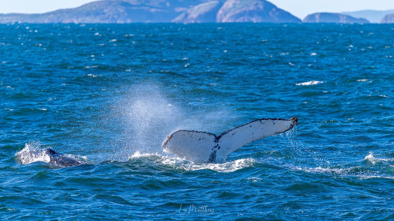 Humpback whale tail splashing in ocean with distant islands.