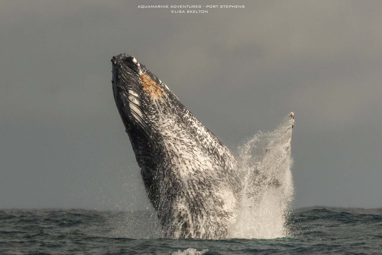 Whale Watching Moonshadow TQC Cruises Port Stephens Lisa Skelton Envision Aquamarine Adventures