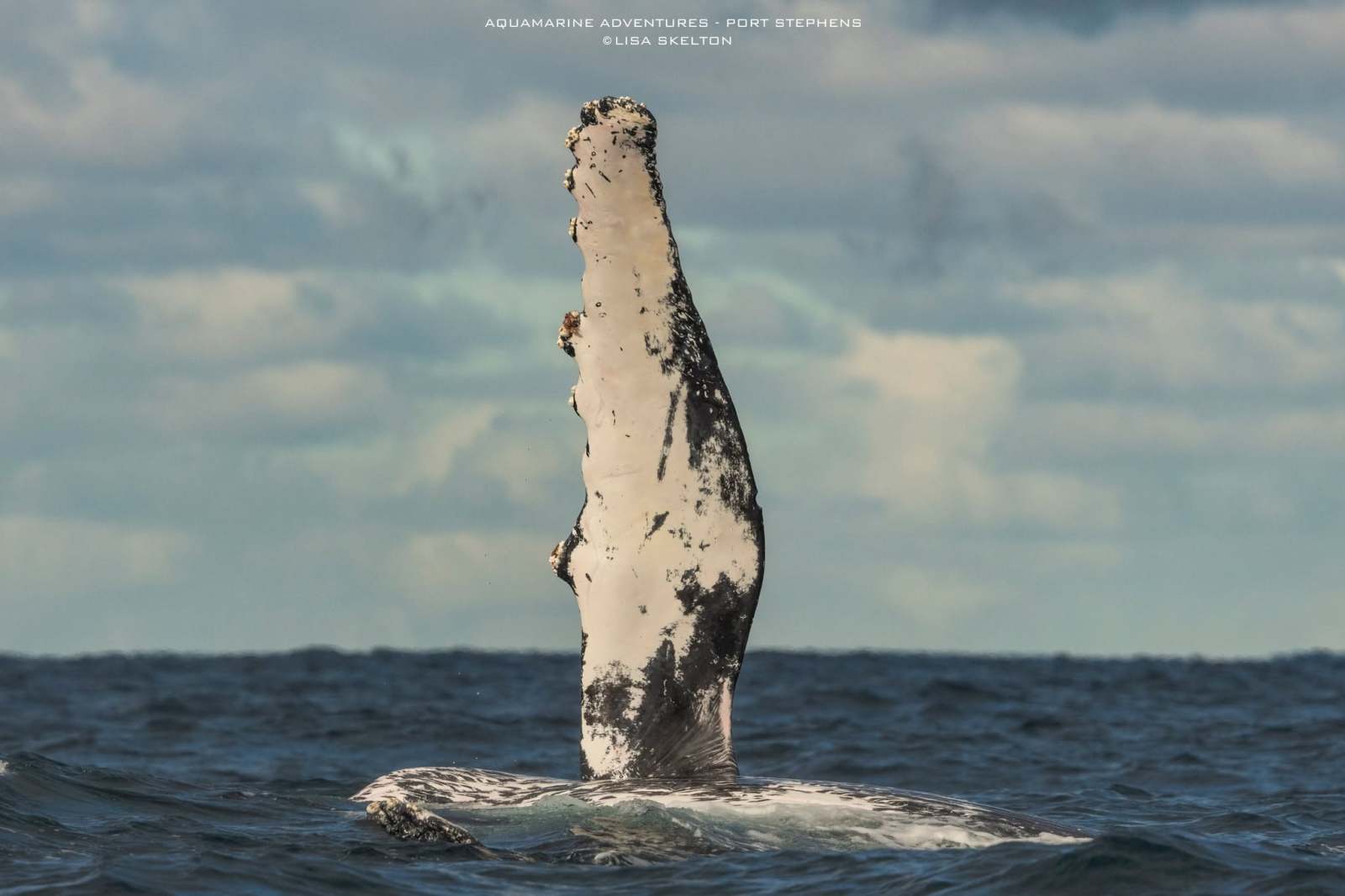 Whale fin emerges vertically from the ocean under cloudy skies.