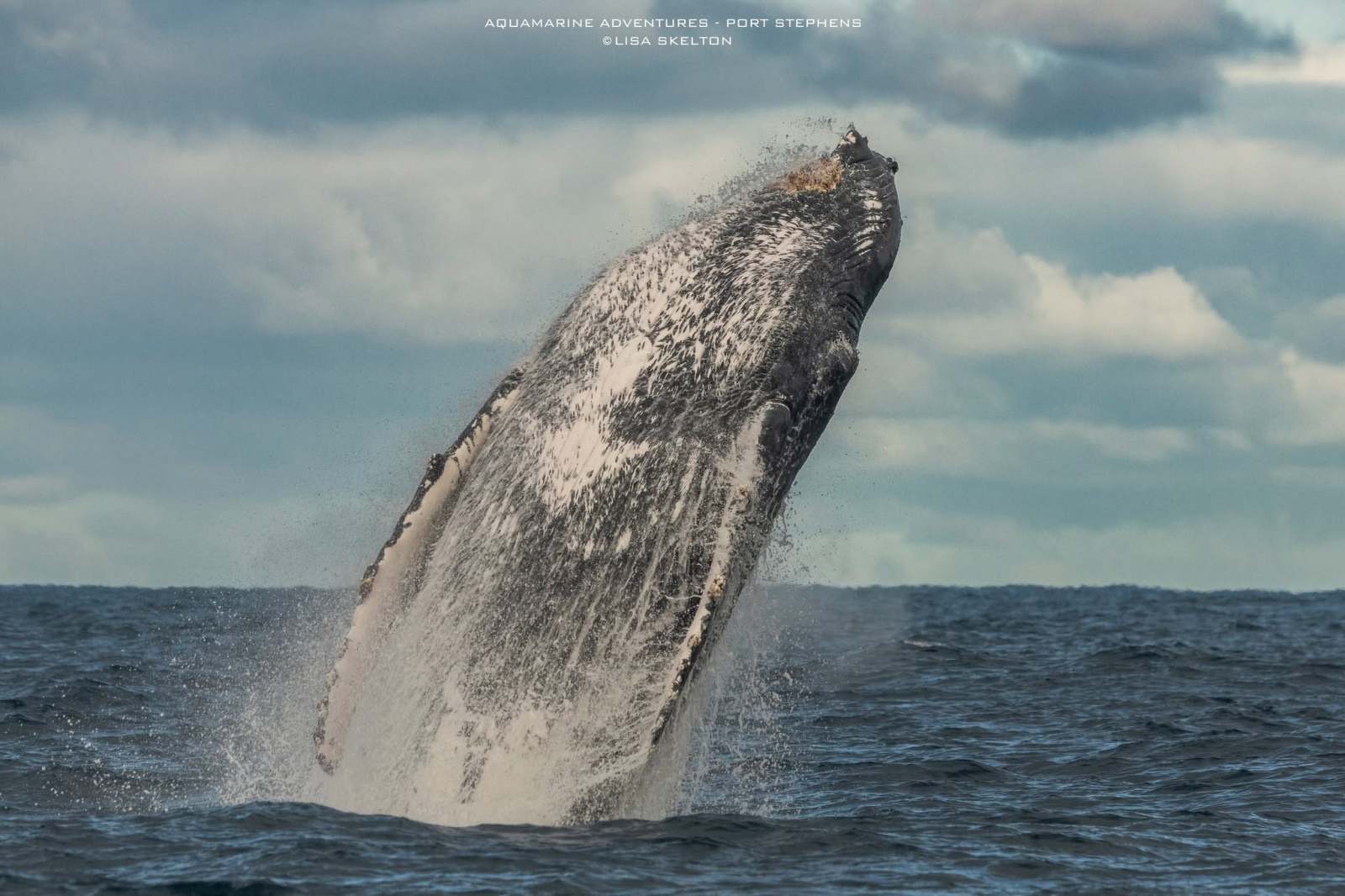 Humpback whale breaching from ocean under cloudy sky.