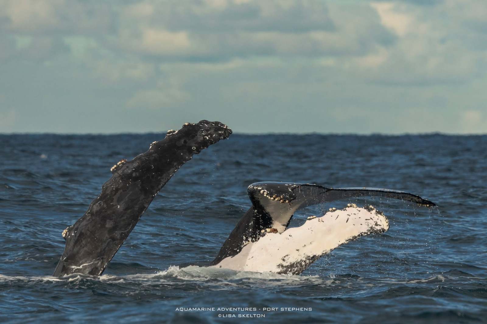 Two humpback whales diving in the ocean with tails visible above water.