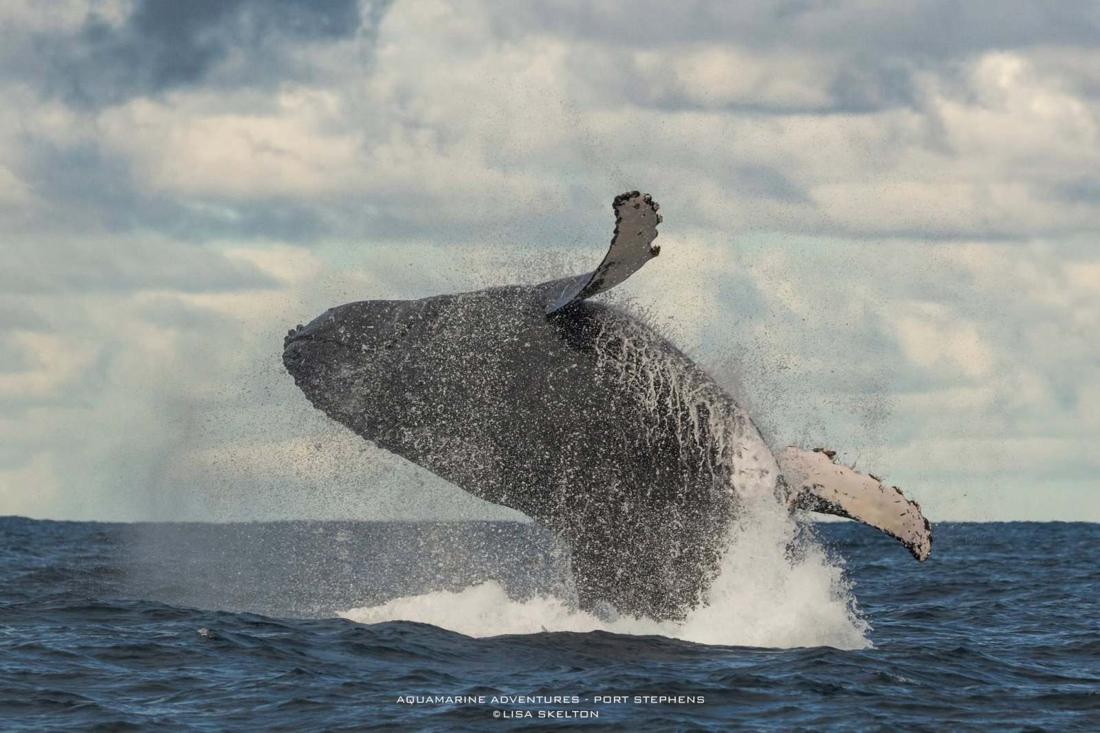 A breaching whale splashes in the ocean under a cloudy sky.