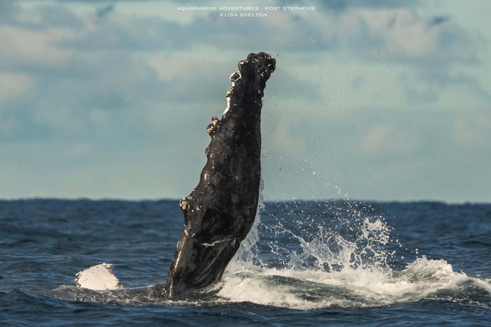 Whale breaching with its fin above the ocean surface.