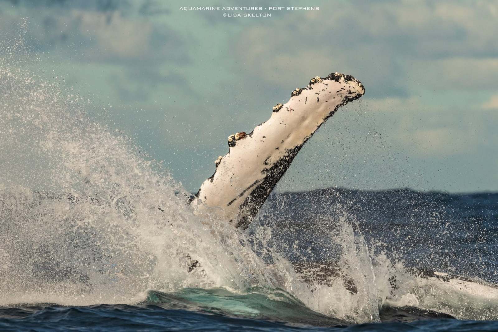 Humpback whale fin splashing through ocean waves.
