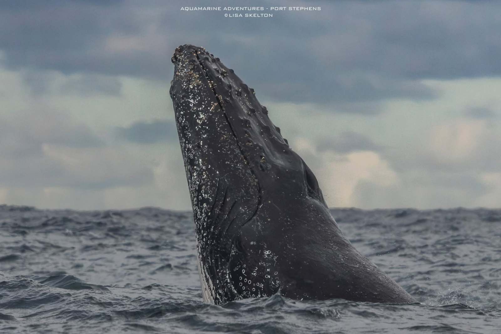 Whale breaching ocean surface under cloudy sky.