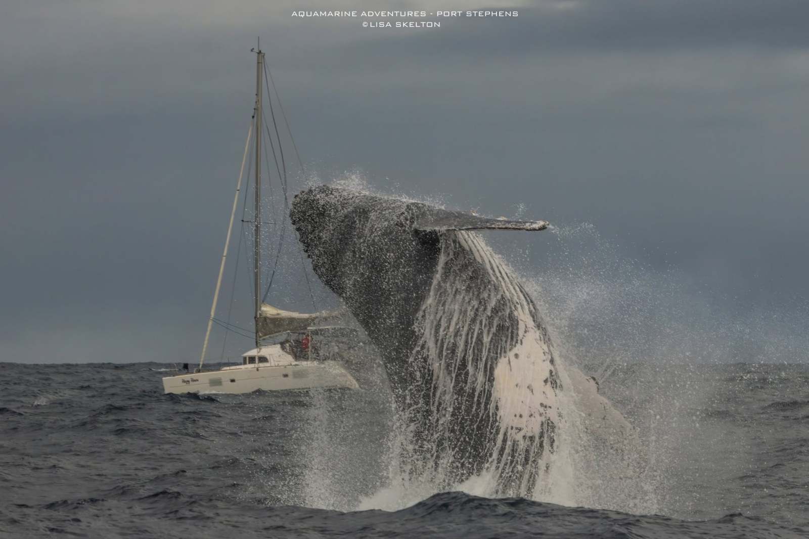 Whale breaching near a sailboat in the ocean under cloudy skies.