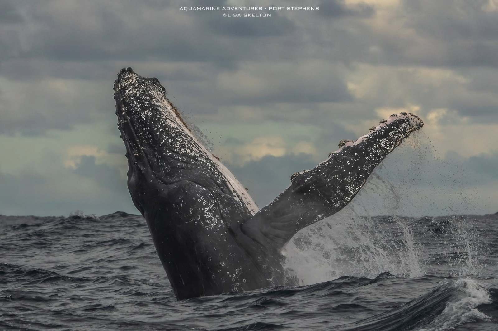 Whale breaching ocean surface with cloudy sky background.