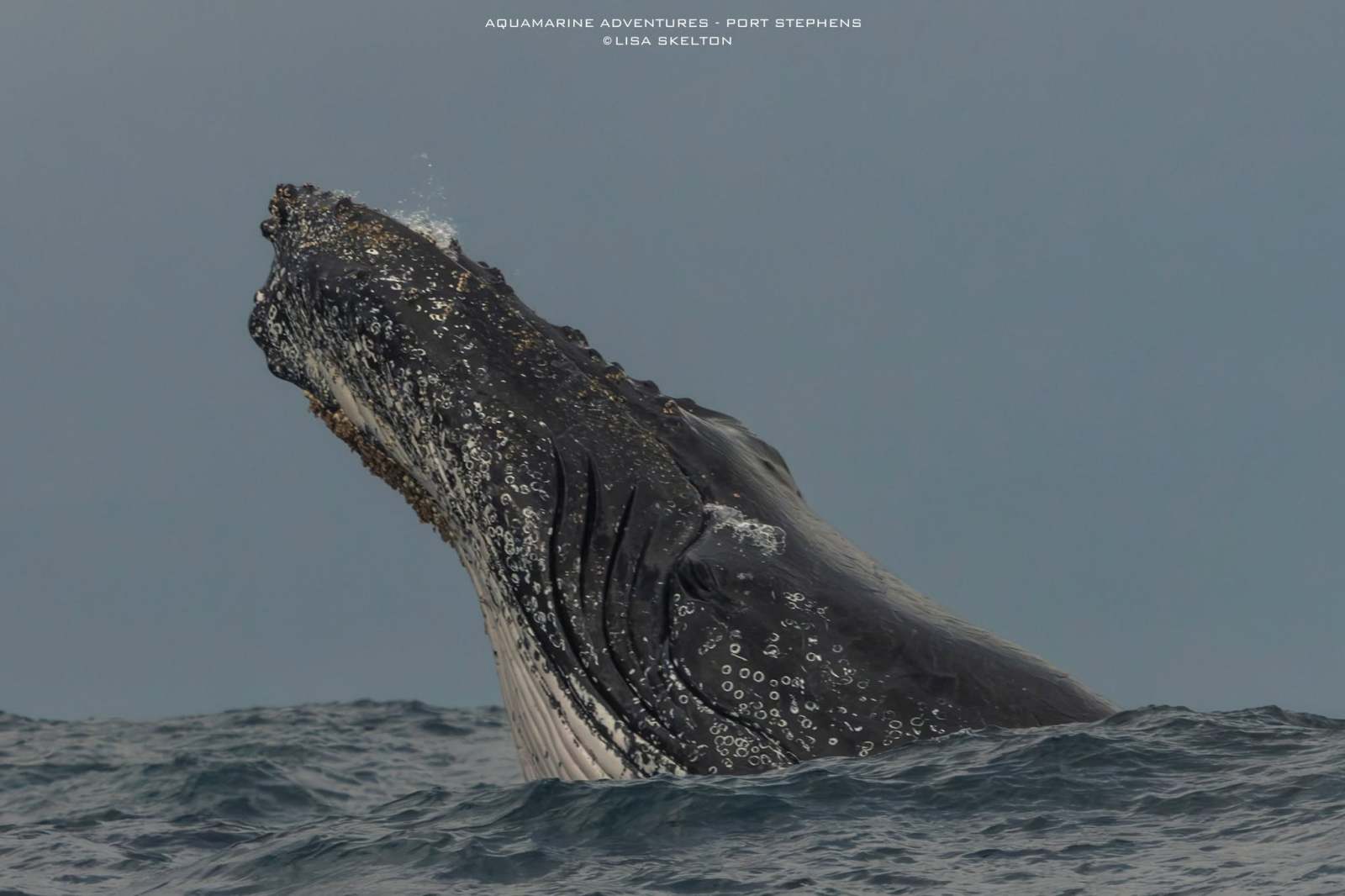 Whale Watching Moonshadow TQC Cruises Port Stephens Lisa Skelton Aquamarine Adventures