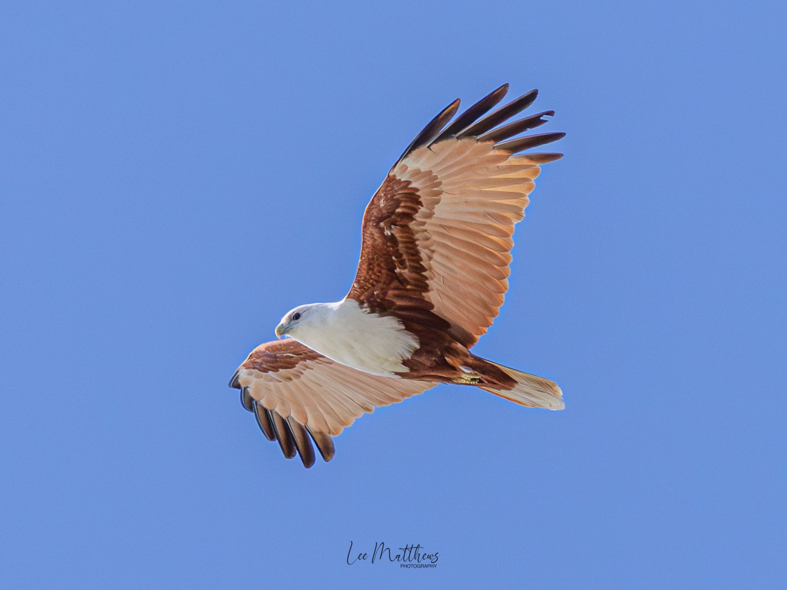 A bird with brown and white feathers flying in a clear blue sky.