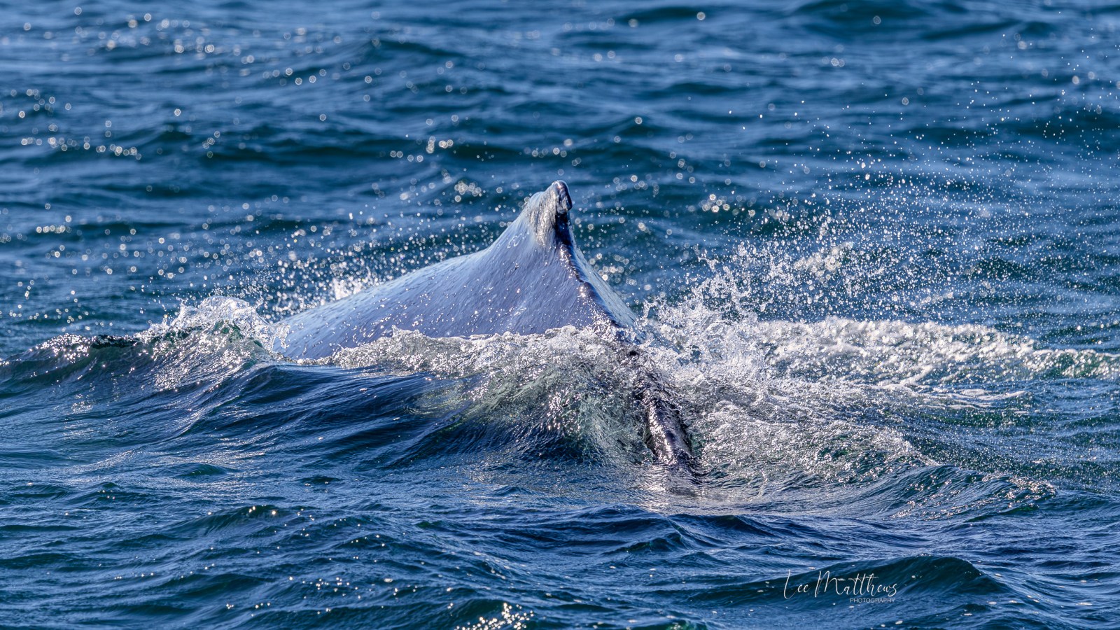 Whale Watching Moonshadow TQC Cruises Port Stephens Lee Matthews