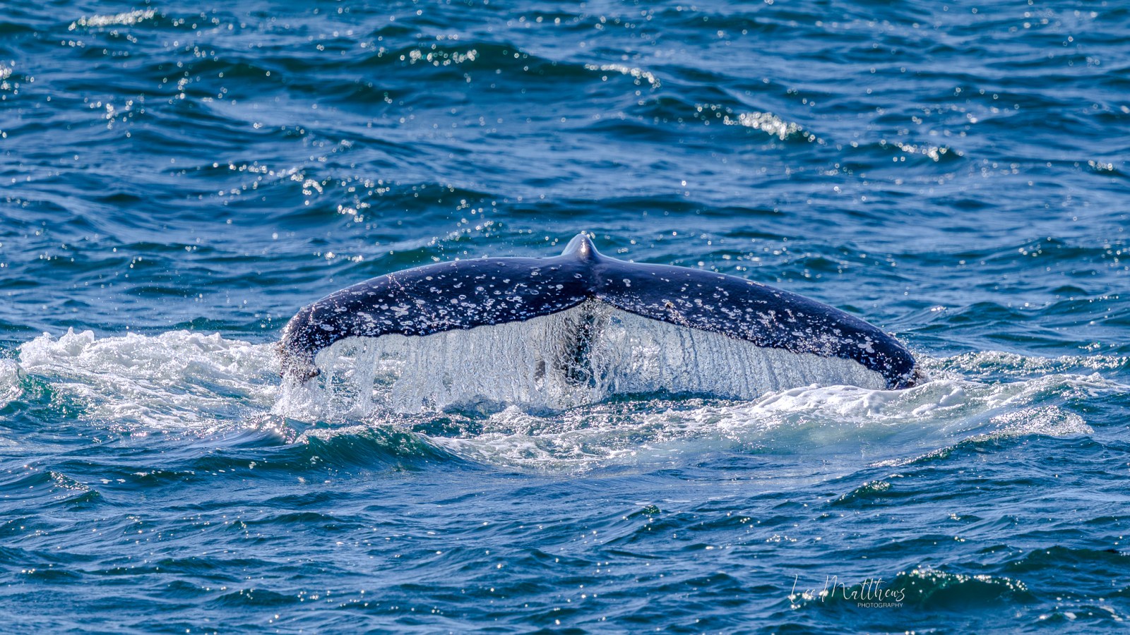 Humpback whale's tail above ocean surface with splashing water.