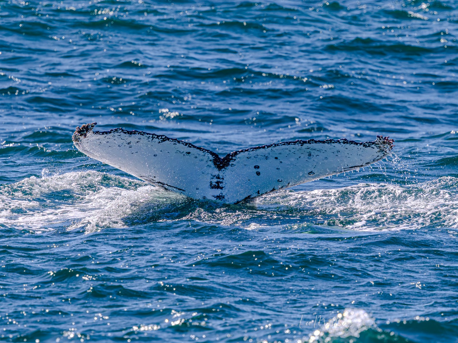 A whale's tail above the ocean water.