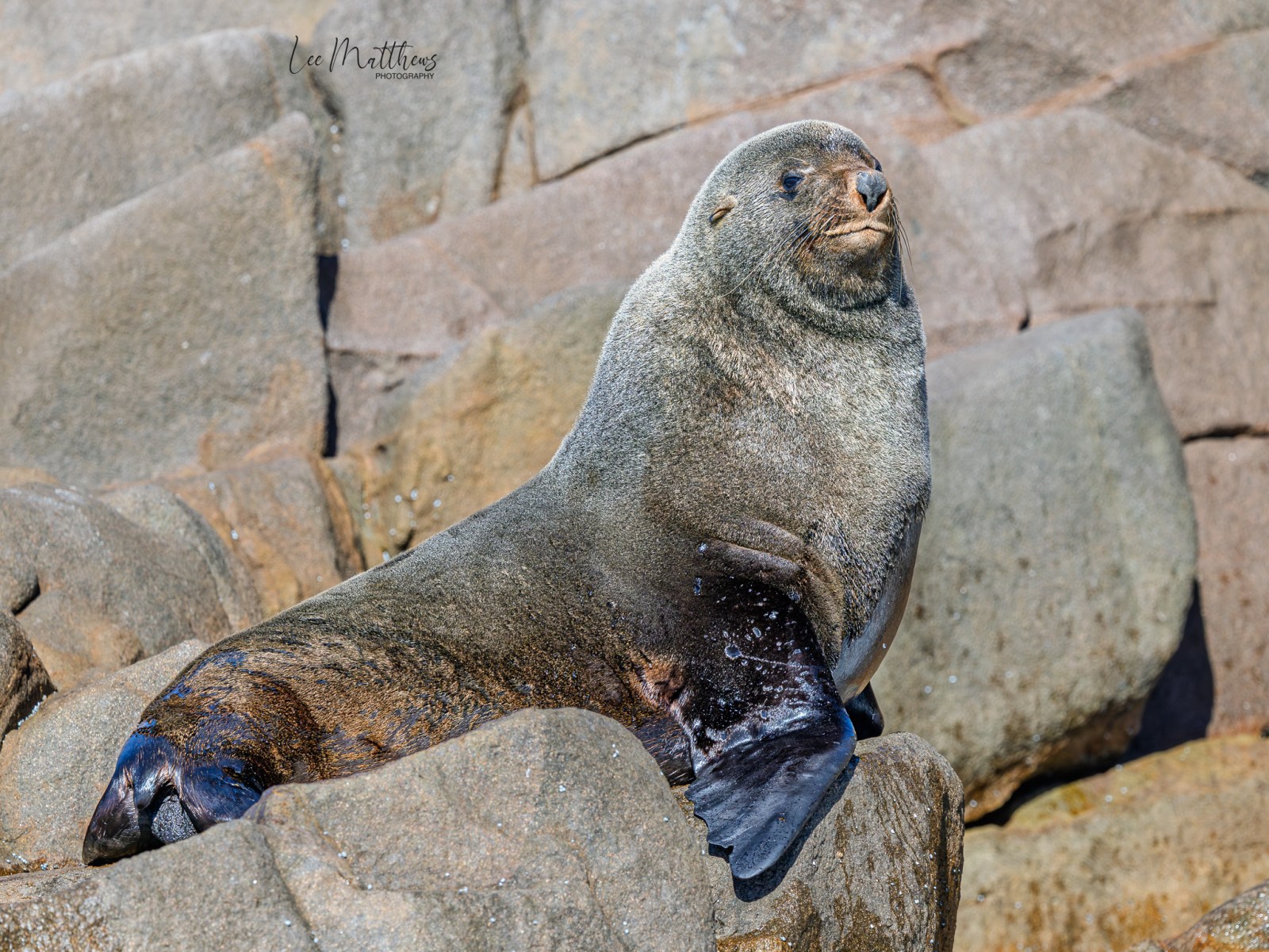 Seal lounging on rocks in sunlight, looking relaxed.