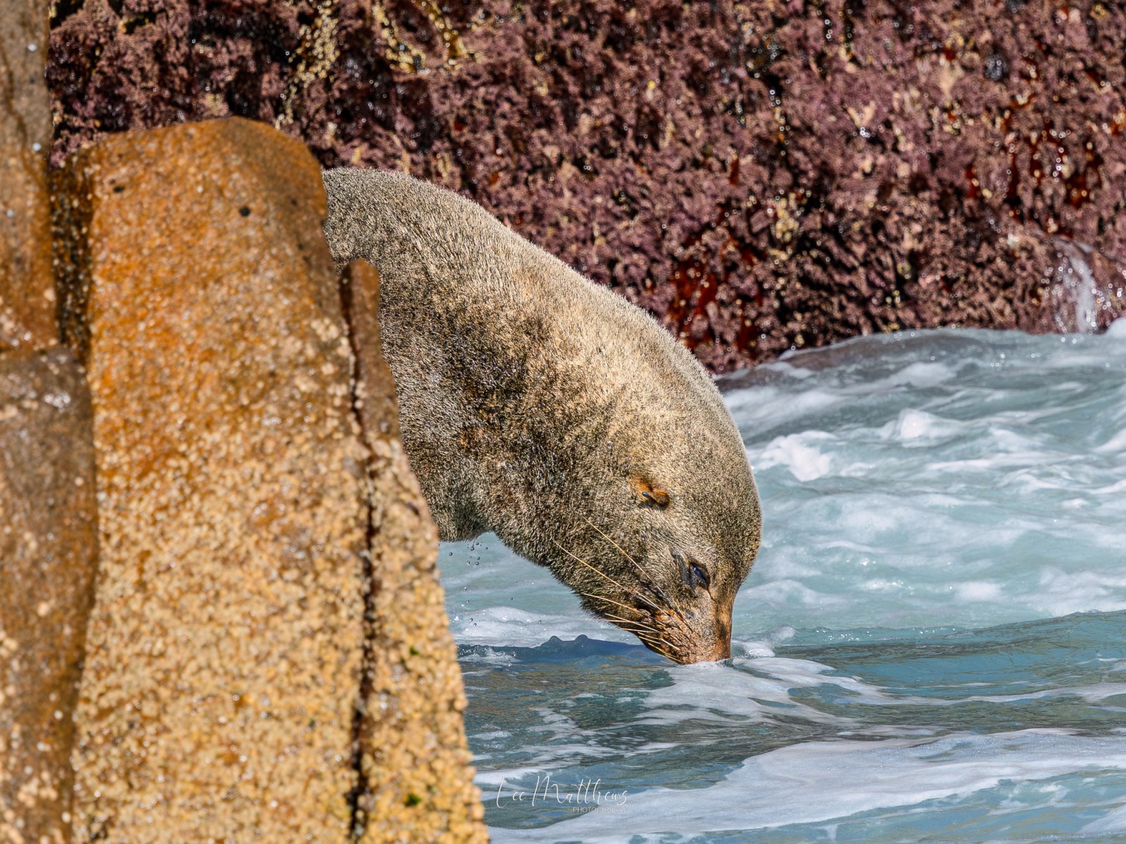 Seal leaning over rock, drinking seawater.