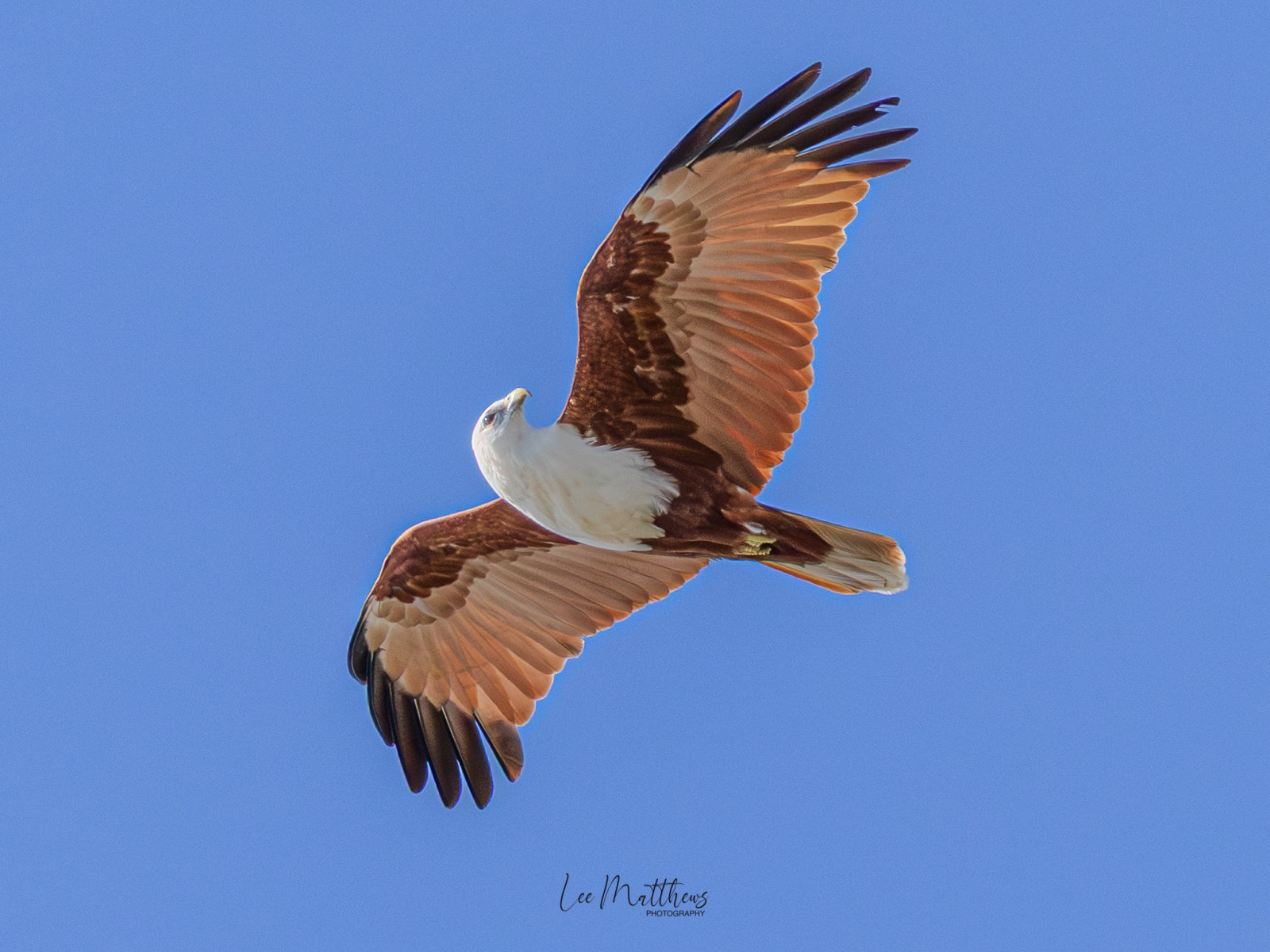 Eagle soaring in clear blue sky with wings spread.