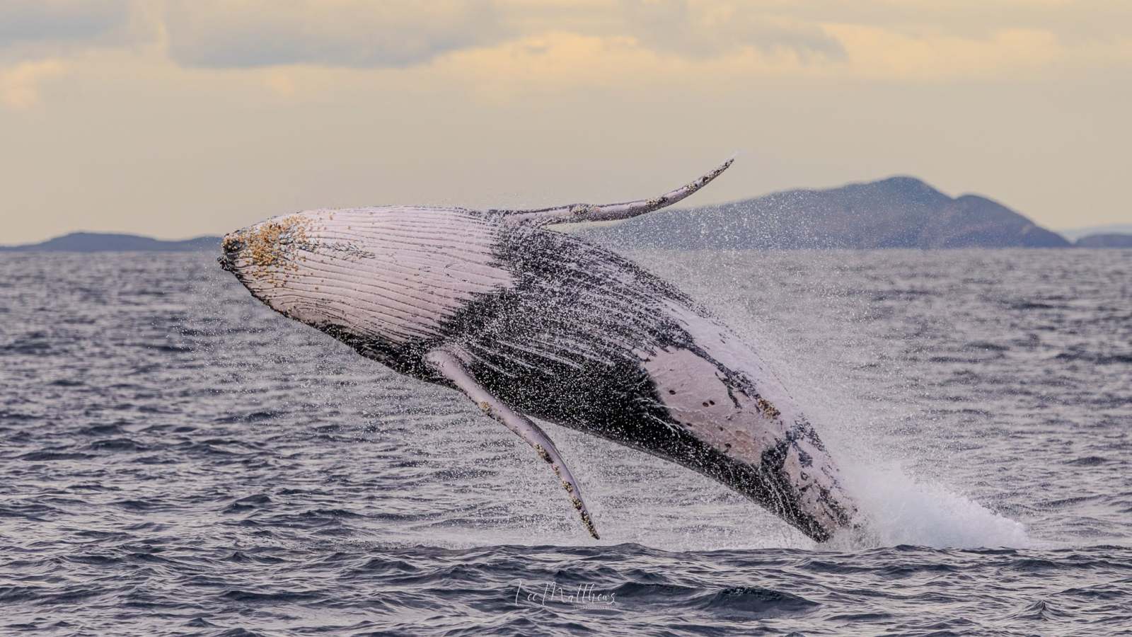 Whale Watching Moonshadow TQC Cruises Port Stephens Lee Matthews