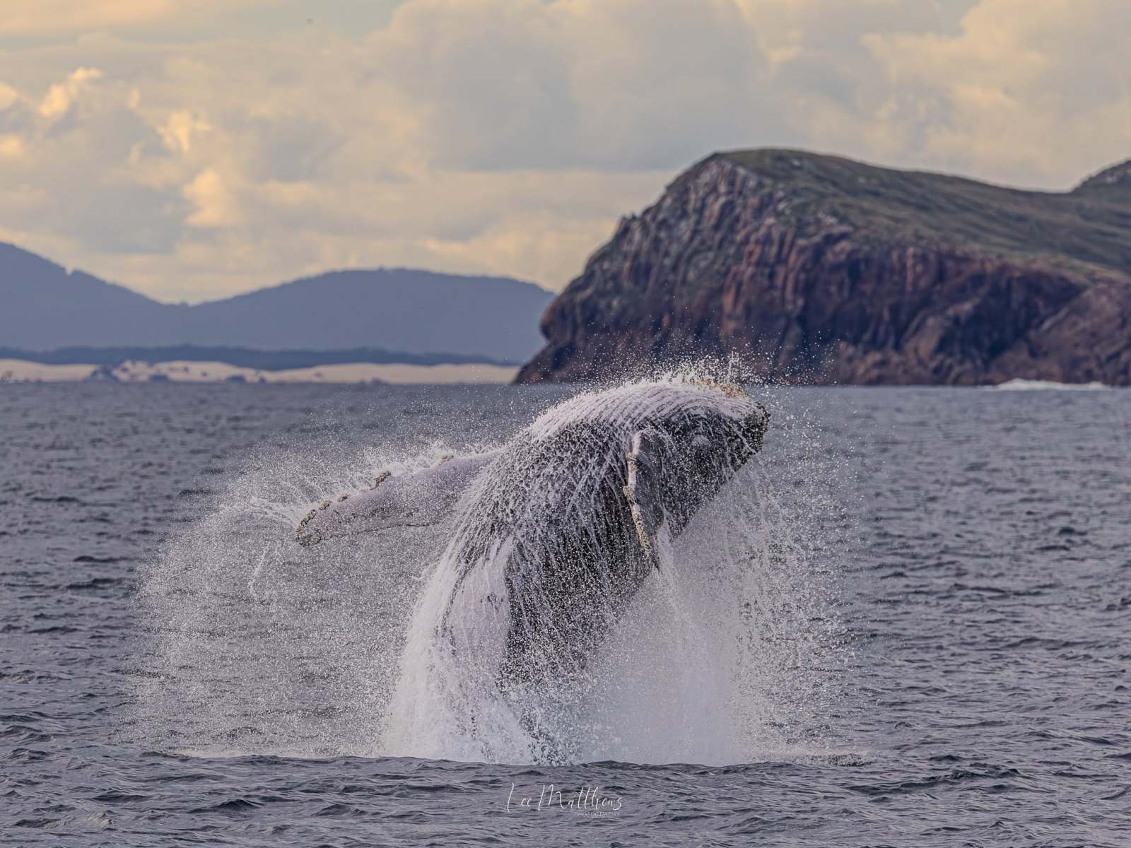 Whale breaching near rocky cliffs in the ocean.