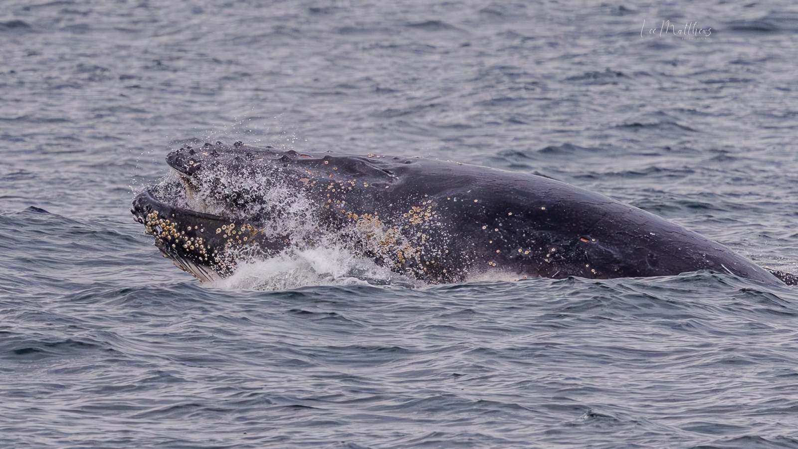 Humpback whale surfacing with water splashing.