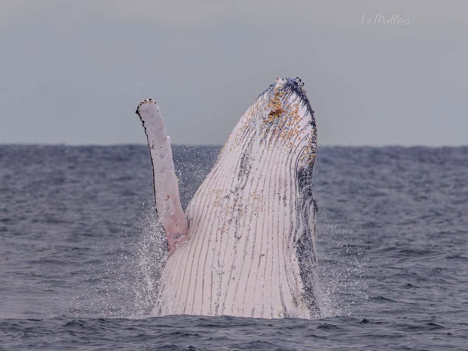 Humpback whale breaching vertically from the ocean.