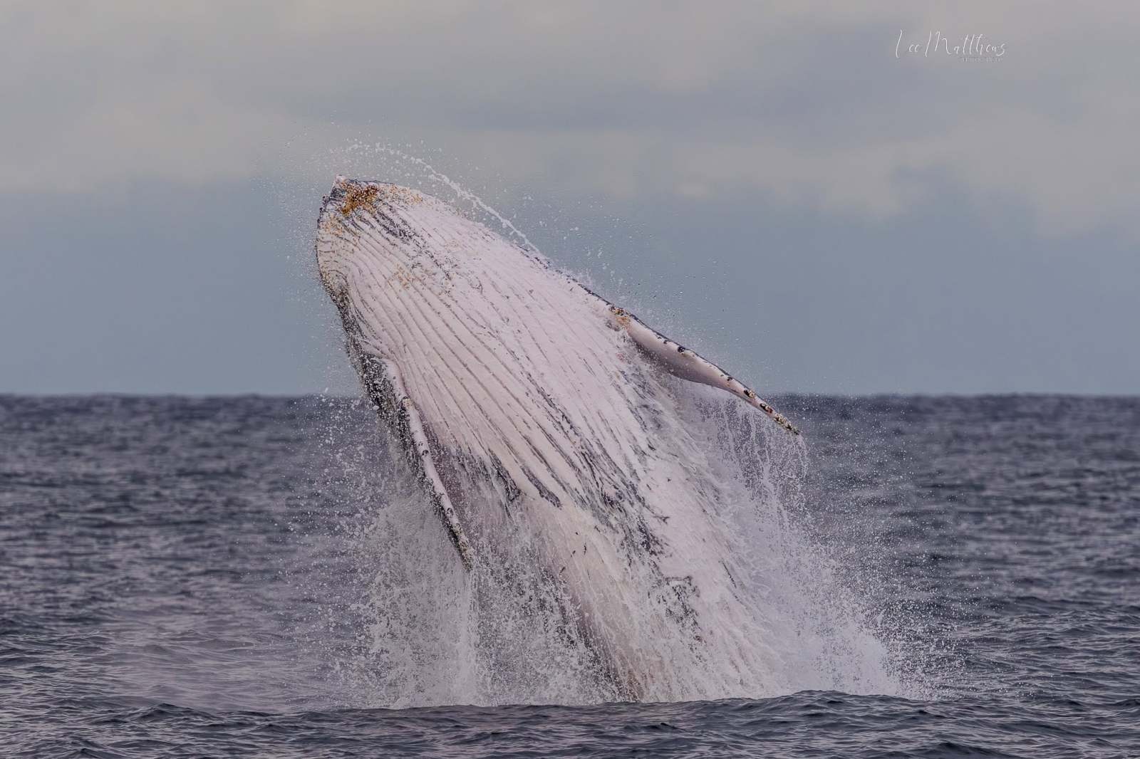 Humpback whale breaching out of the ocean with water splashing.