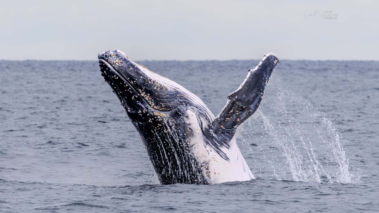 Humpback whale breaching high out of the water in the ocean.