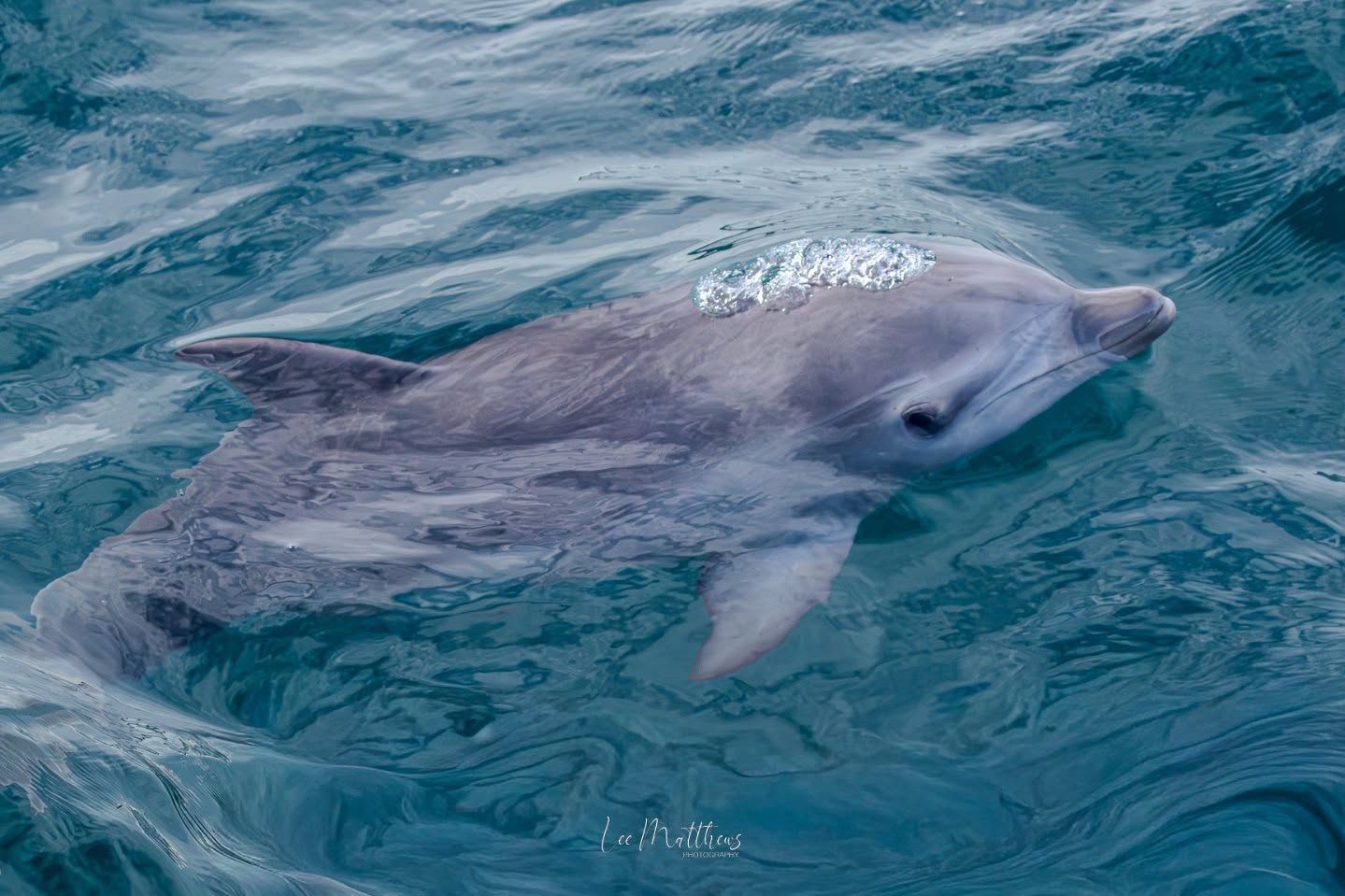 Whale Watching Moonshadow TQC Cruises Port Stephens Lee Matthews