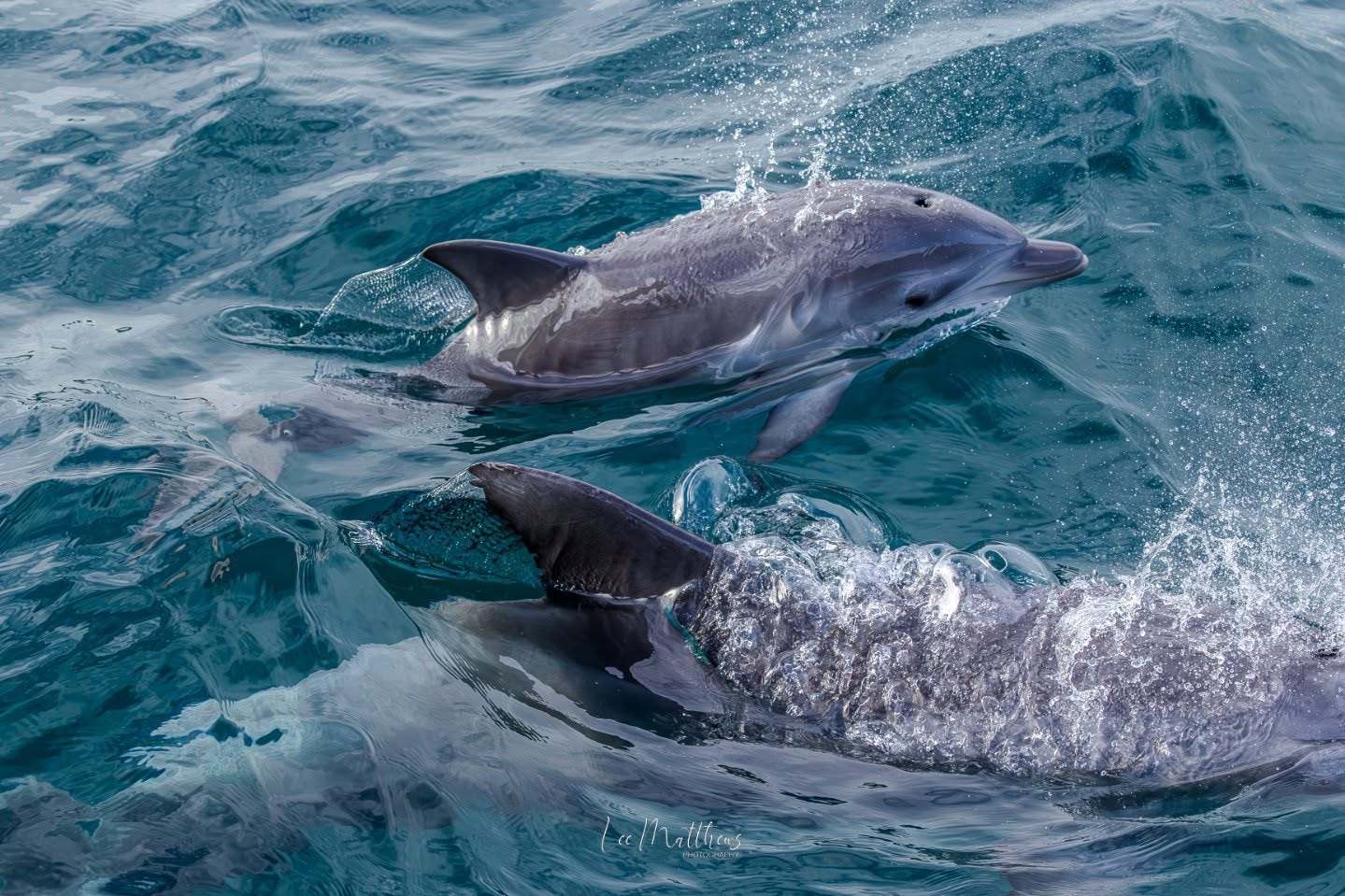 Whale Watching Moonshadow TQC Cruises Port Stephens Lee Matthews