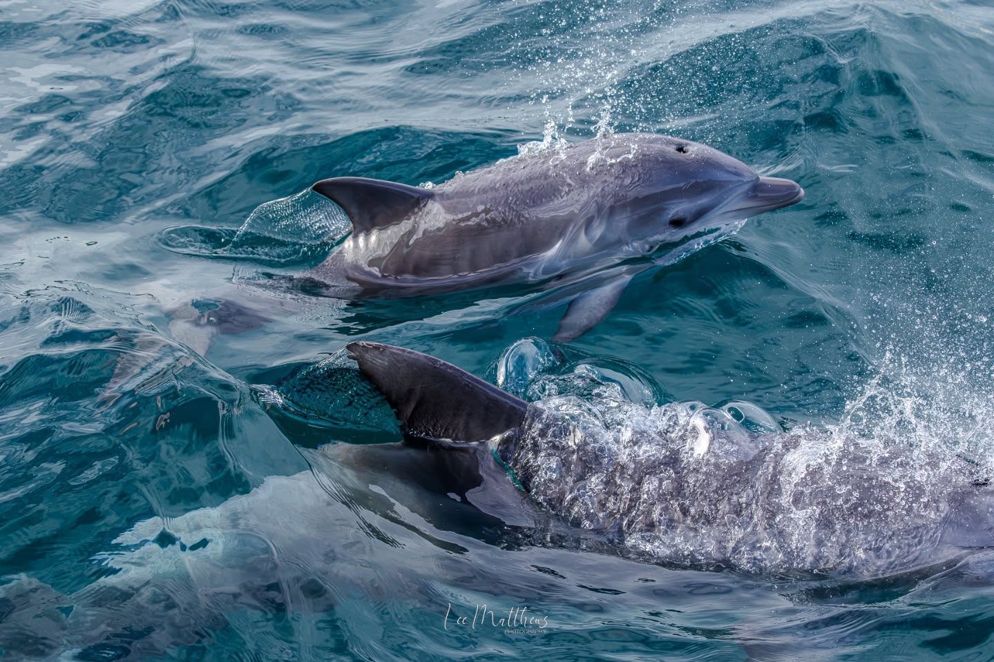 Two dolphins swimming in blue ocean water.
