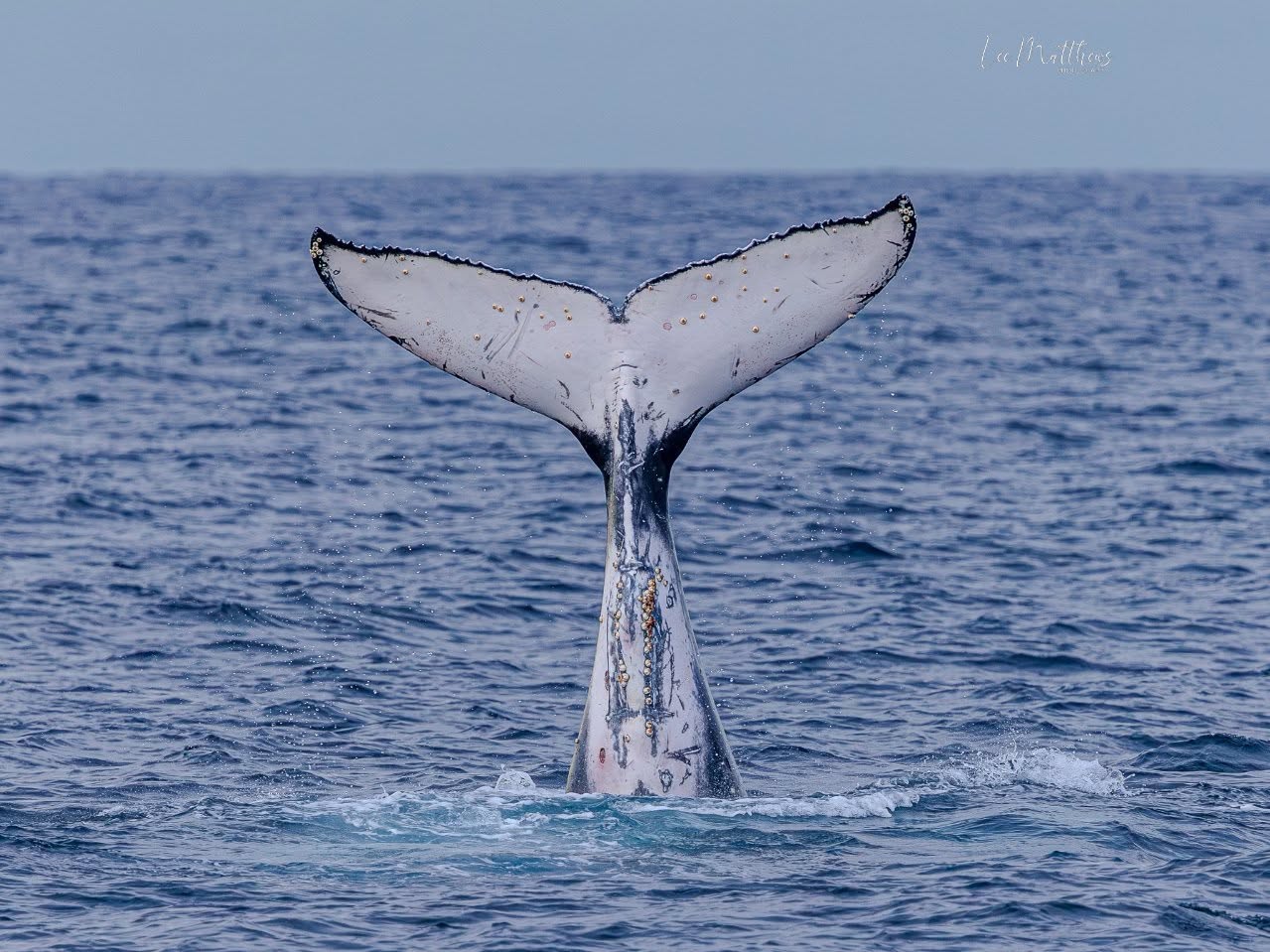 Dolphin's tail surfacing above the ocean water.