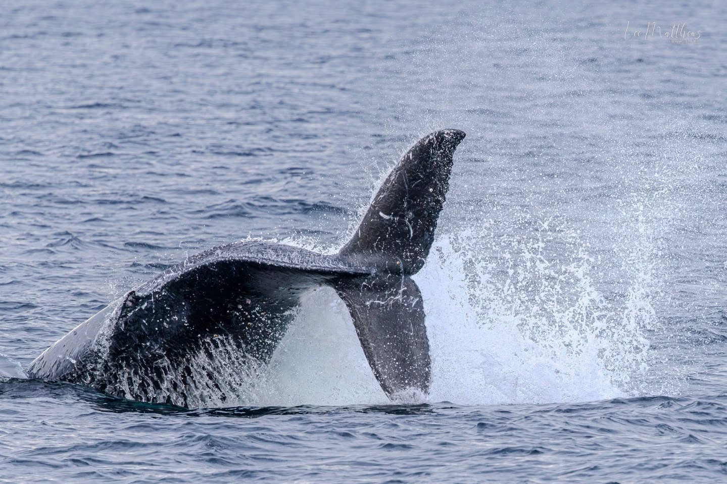 Whale tail splashing water in the ocean.