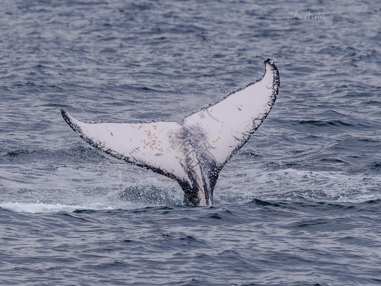 Whale tail fin emerging from ocean surface.