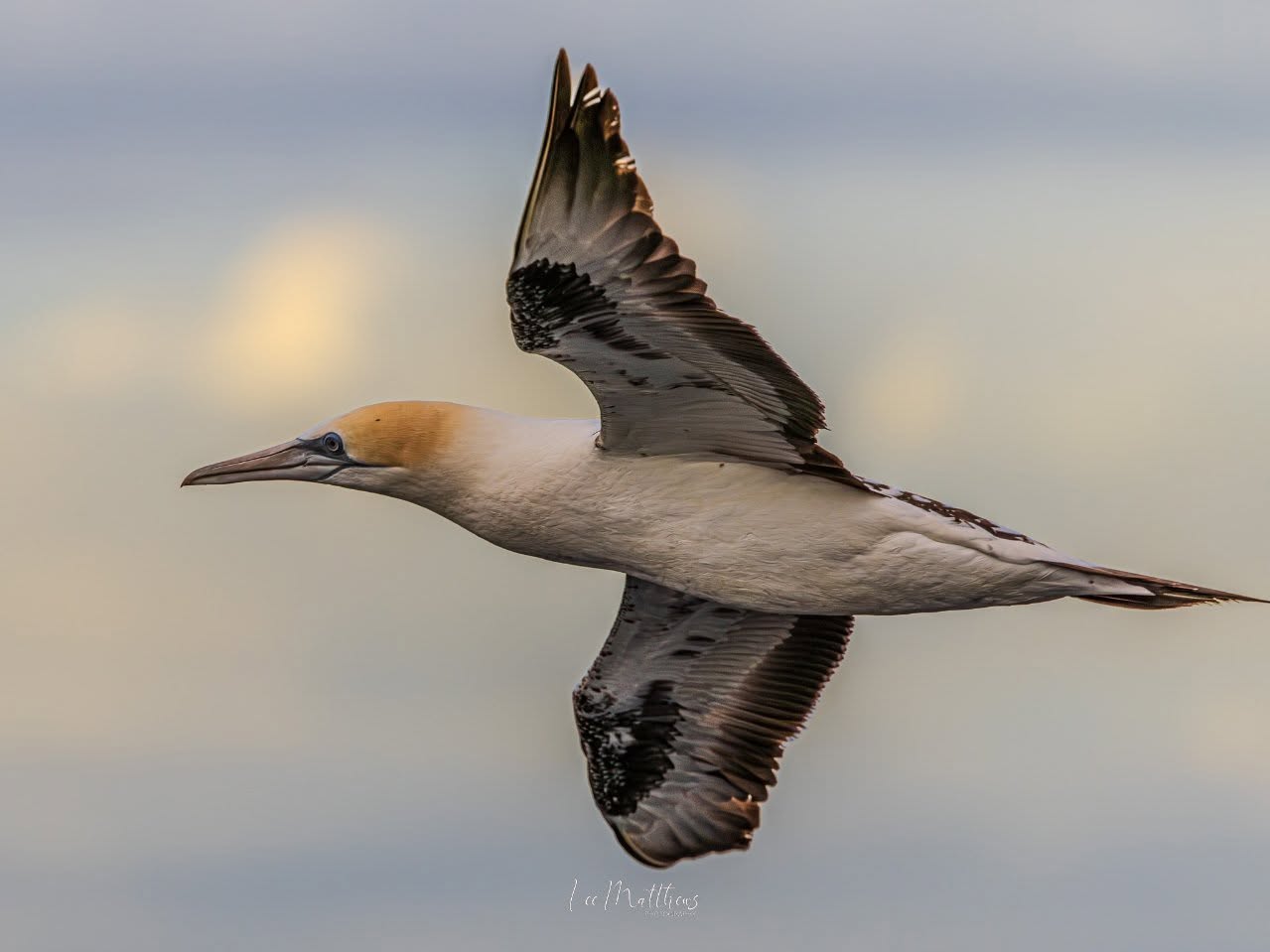 Gannet bird in flight with wings spread against a cloudy sky.
