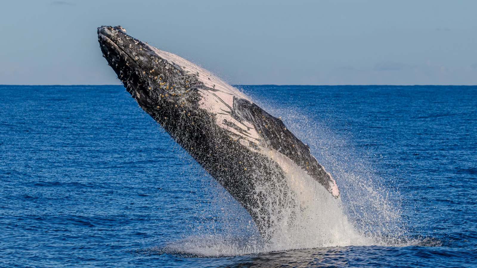 Whale breaching the ocean surface with splashes of water.